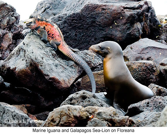 Marine Iguana - © Laura L Fellows and Exotic Birding Tours