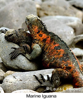 Marine Iguana - © Laura L Fellows and Exotic Birding LLC