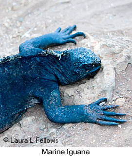 Marine Iguana - © Laura L Fellows and Exotic Birding LLC