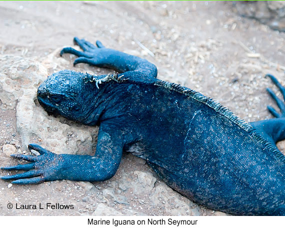 Marine Iguana - © Laura L Fellows and Exotic Birding LLC