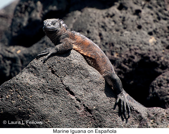 Marine Iguana - © Laura L Fellows and Exotic Birding Tours