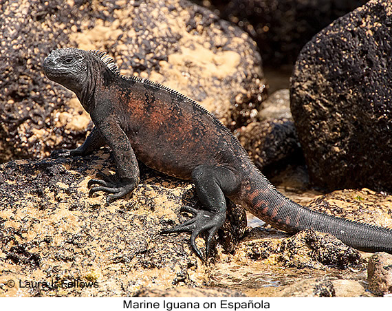 Marine Iguana - © James F Wittenberger and Exotic Birding LLC