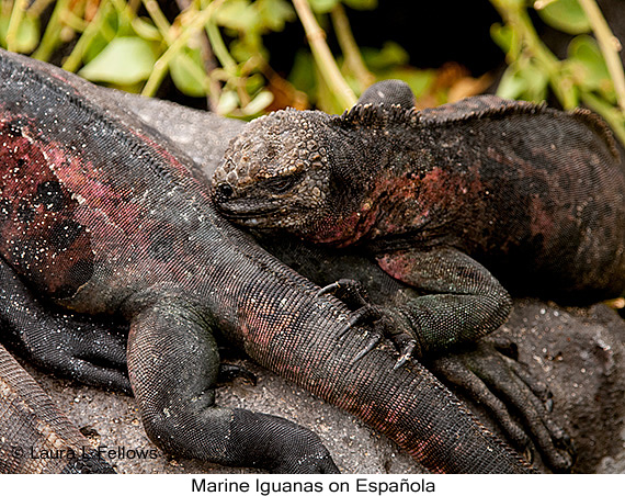 Marine Iguana - © Laura L Fellows and Exotic Birding Tours