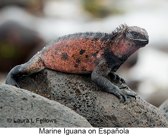 Marine Iguana - © James F Wittenberger and Exotic Birding LLC