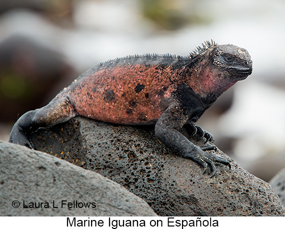 Marine Iguana - © James F Wittenberger and Exotic Birding LLC Marine Iguana - © James F Wittenberger and Exotic Birding LLC