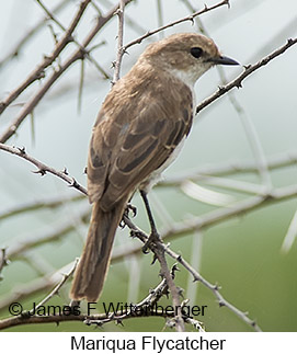 Mariqua Flycatcher - © James F Wittenberger and Exotic Birding LLC