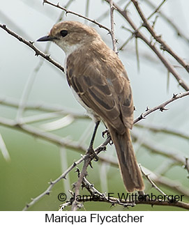 Mariqua Flycatcher - © James F Wittenberger and Exotic Birding LLC