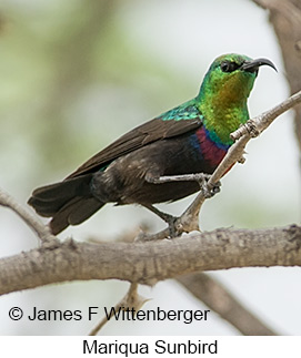 Mariqua Sunbird - © James F Wittenberger and Exotic Birding LLC