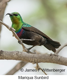 Mariqua Sunbird - © James F Wittenberger and Exotic Birding LLC