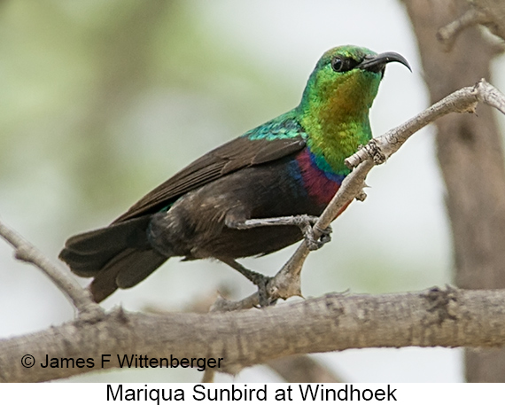 Mariqua Sunbird - © James F Wittenberger and Exotic Birding LLC