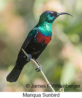 Mariqua Sunbird - © James F Wittenberger and Exotic Birding LLC