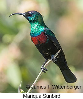 Mariqua Sunbird - © James F Wittenberger and Exotic Birding LLC