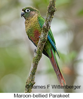 Maroon-bellied Parakeet - © James F Wittenberger and Exotic Birding LLC