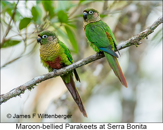 Maroon-bellied Parakeet - © James F Wittenberger and Exotic Birding LLC