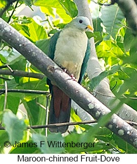 Maroon-chinned Fruit-Dove - © James F Wittenberger and Exotic Birding LLC