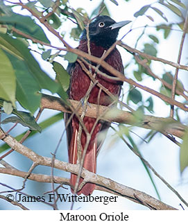 Maroon Oriole - © James F Wittenberger and Exotic Birding LLC