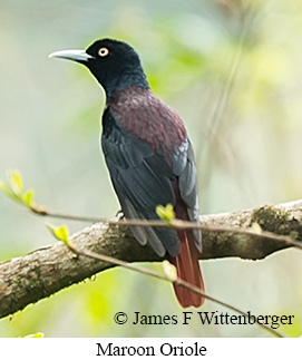 Maroon Oriole - © James F Wittenberger and Exotic Birding LLC