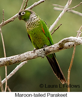 Maroon-tailed Parakeet - © Laura L Fellows and Exotic Birding LLC