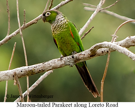 Maroon-tailed Parakeet - &copy; James F Wittenberger and Exotic Birding LLC