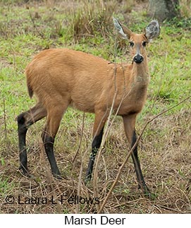 Marsh Deer - © Laura L Fellows and Exotic Birding LLC