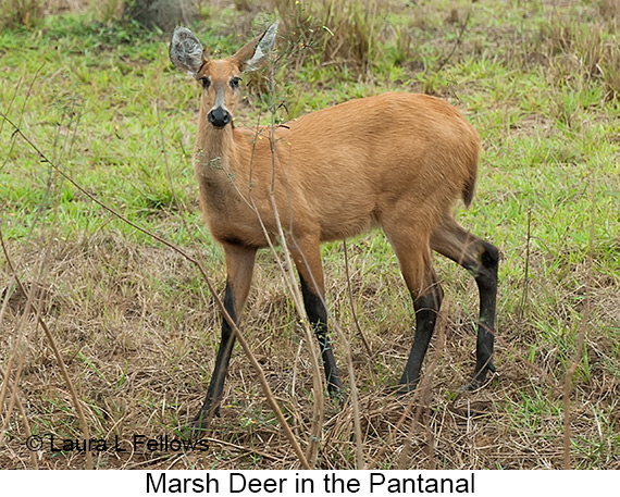 Marsh Deer - © Laura L Fellows and Exotic Birding LLC