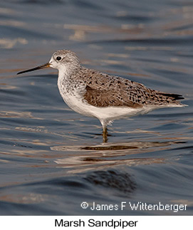 Marsh Sandpiper - &copy; James F Wittenberger and Exotic Birding LLC
