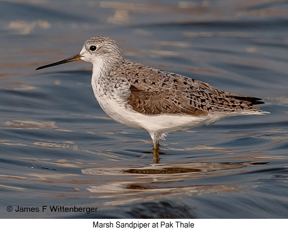 Marsh Sandpiper - © James F Wittenberger and Exotic Birding LLC