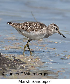 Marsh Sandpiper - © James F Wittenberger and Exotic Birding LLC