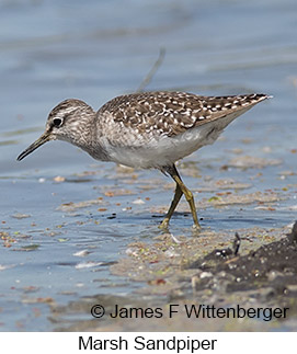 Marsh Sandpiper - © James F Wittenberger and Exotic Birding LLC