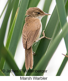 Marsh Warbler - © James F Wittenberger and Exotic Birding LLC