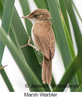 Marsh Warbler - © James F Wittenberger and Exotic Birding LLC