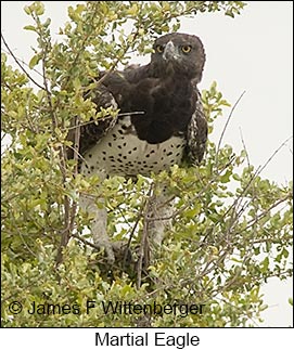 Martial Eagle - © James F Wittenberger and Exotic Birding LLC