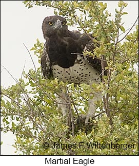Martial Eagle - © James F Wittenberger and Exotic Birding LLC