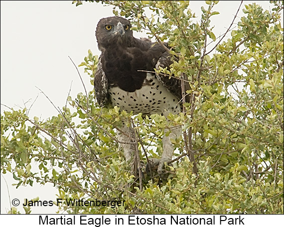 Martial Eagle - © James F Wittenberger and Exotic Birding LLC