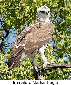 Martial Eagle - © James F Wittenberger and Exotic Birding LLC