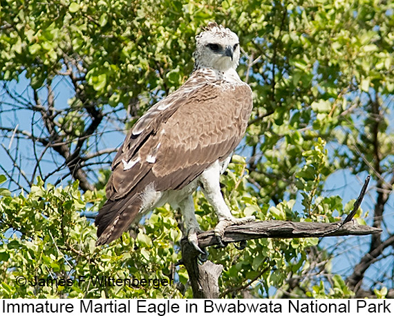 Martial Eagle - © James F Wittenberger and Exotic Birding LLC