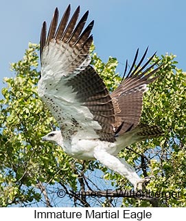 Martial Eagle - © James F Wittenberger and Exotic Birding LLC