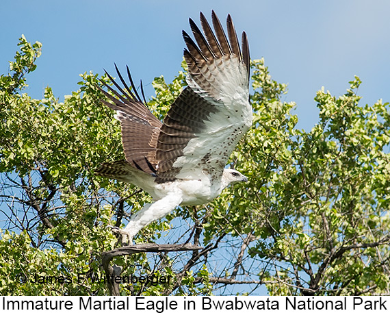 Martial Eagle - © James F Wittenberger and Exotic Birding LLC