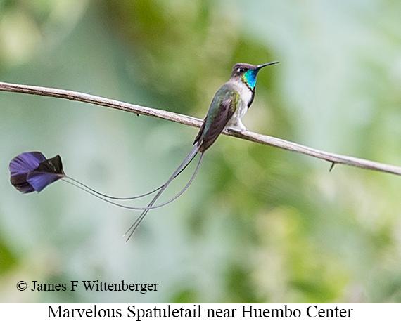 Marvelous Spatuletail - &copy; James F Wittenberger and Exotic Birding LLC