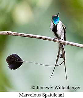 Marvelous Spatuletail - &copy; James F Wittenberger and Exotic Birding LLC