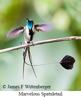 Marvelous Spatuletail - &copy; James F Wittenberger and Exotic Birding LLC