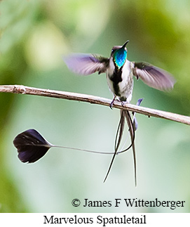 Marvelous Spatuletail - &copy; James F Wittenberger and Exotic Birding LLC