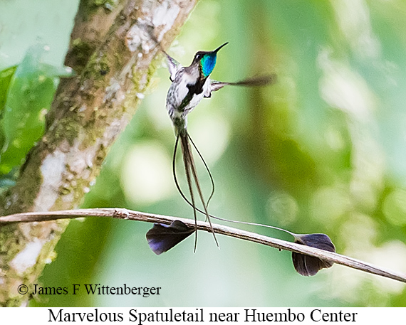Marvelous Spatuletail - &copy; James F Wittenberger and Exotic Birding LLC