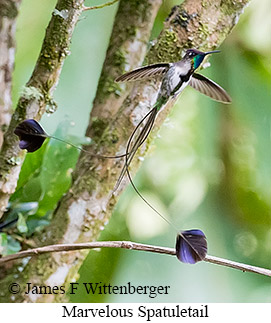 Marvelous Spatuletail - &copy; James F Wittenberger and Exotic Birding LLC