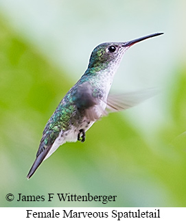 Female Marvelous Spatuletail - &copy; James F Wittenberger and Exotic Birding LLC