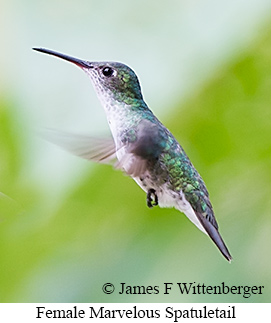 Female Marvelous Spatuletail - &copy; James F Wittenberger and Exotic Birding LLC