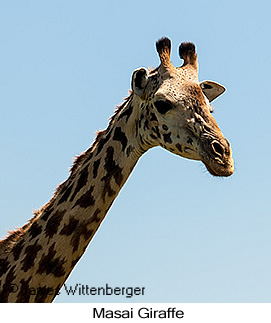 Masai Giraffe - © James F Wittenberger and Exotic Birding Tours Masai Giraffe - © James F Wittenberger and Exotic Birding Tours