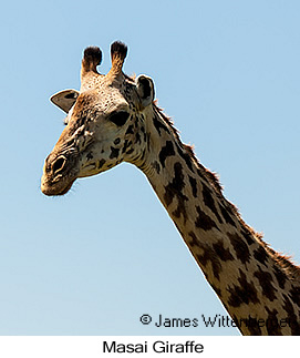 Masai Giraffe - © James F Wittenberger and Exotic Birding LLC