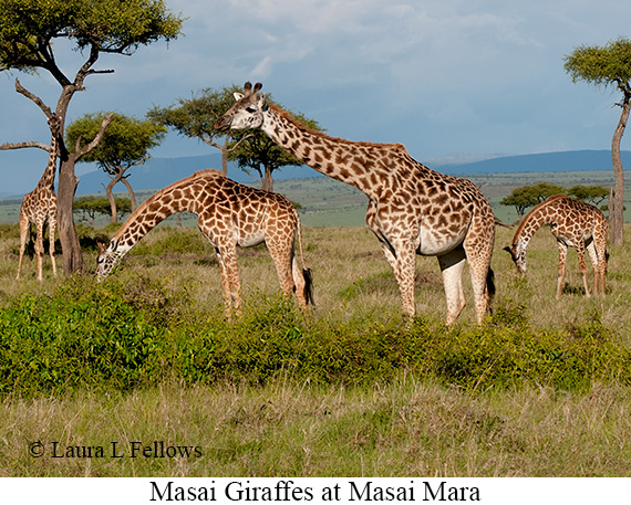 Masai Giraffe - © The Photographer and Exotic Birding LLC