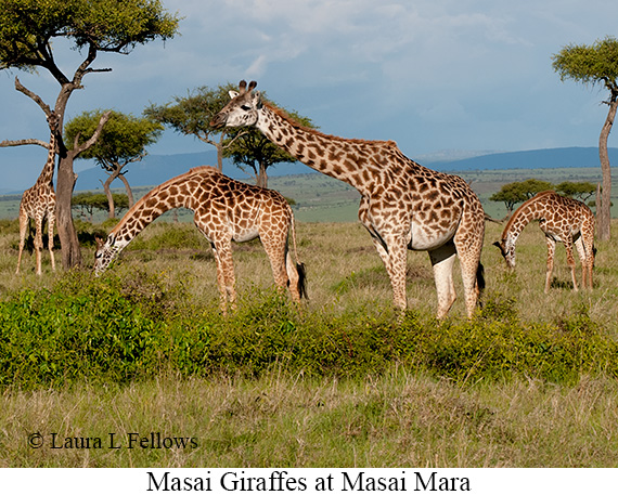 Masai Giraffe - © James F Wittenberger and Exotic Birding LLC